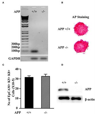 Administration of Amyloid Precursor Protein Gene Deleted Mouse ESC-Derived Thymic Epithelial Progenitors Attenuates Alzheimer's Pathology